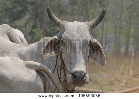 A white cow head looking staring intensely at camera
