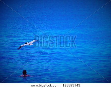 Pelican flying close to person swimming in the sea