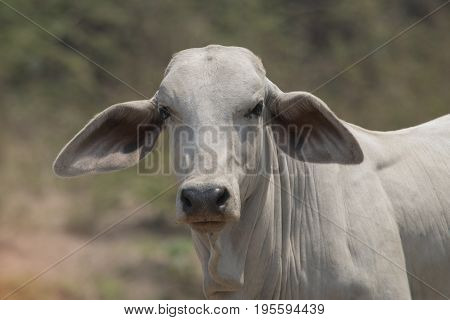 A white cow head looking staring intensely at camera