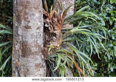 closeup of parasitic bromeliad growing on kauri tree trunk