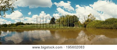 Reeds At The Pond In Summertime
