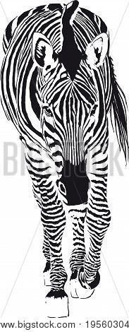 Consisting of black strips Zebra is slowly stepping forward