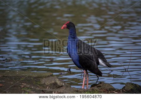 Pukeko Standing Beside a Lake In Auckland New Zealand