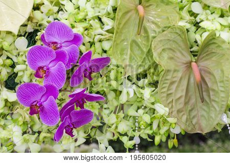 Beautiful orchid flower The Orchid are well known for the many structural variations in their flowers.