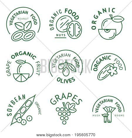 Digital vector green vegetable icons set infographics drawn simple line art, onion squash pear orange apple grape carrot wallnut peas watermelon flower cabage, flat style, organic and vegetarian food