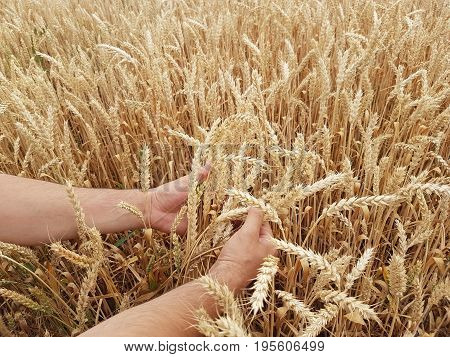 Wheat ears in the farmer's hands against the background of the field. Harvesting of barley and cereals. Agricultural theme. Hands with ears.