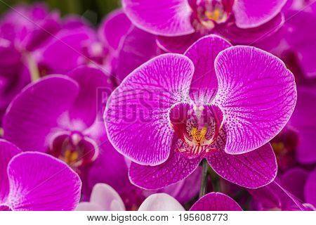 Beautiful Orchid flower The orchid are well known for the many structural variations in their flowers.