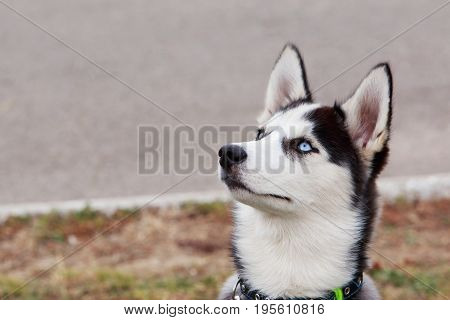 Portrait puppy of dog breed Siberian husky outdoors