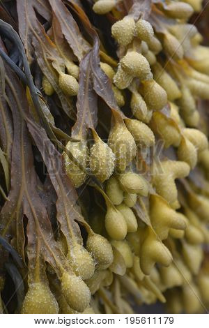 Great View Of an Abundance of Seaweed