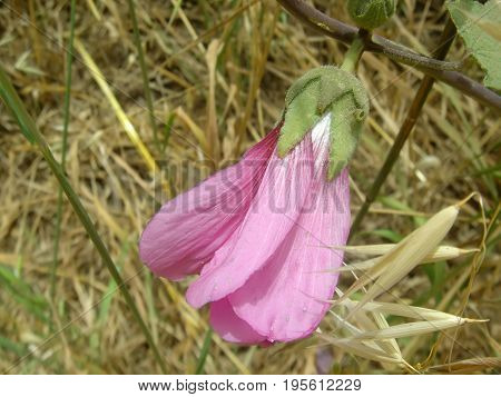 Delicate pink flower on blurred background, wallpeper