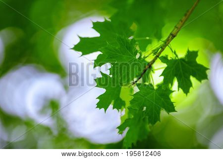 Fresh saturated green leaves on a brown thin brunch on a bright natural background. Colorful floral wallpaper. Beautiful garden blooming in summer. Delicate streaks of leaves.