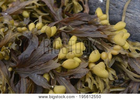 Cute Heart Shaped Seaweed Shown By a Close View