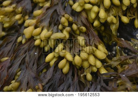 Gorgeous View of Brown and Green Seagrass