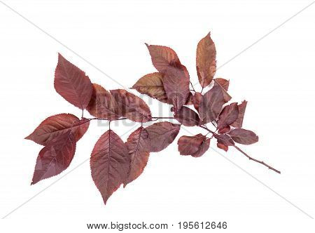 Fresh, bright red leaves plums, isolated on a white background. Red leaf. Red leaves. Beautiful branch with red leaves of plum.