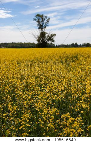Landscape In The  Summer
