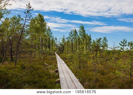Peat Bog