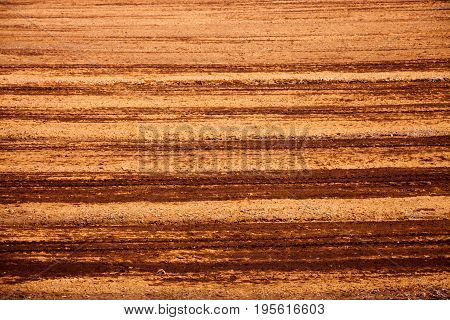 Peat Bog