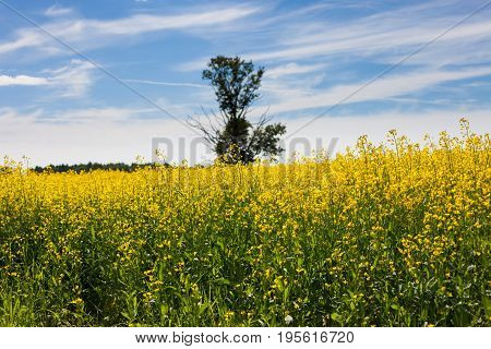 Landscape In The  Summer
