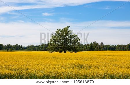 Landscape In The  Summer