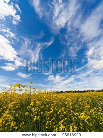 Landscape In The  Summer