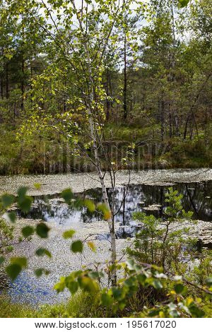 Peat Bog