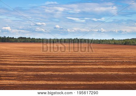 Peat Bog