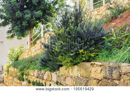 Outdoor countryside meadow grass nature. Rural field landscape