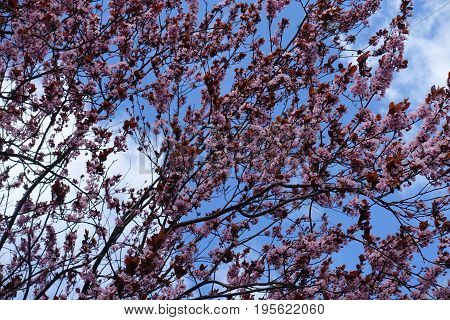 Daigonal Branches Of Prunus Cerasifera Pissardii Against The Sky