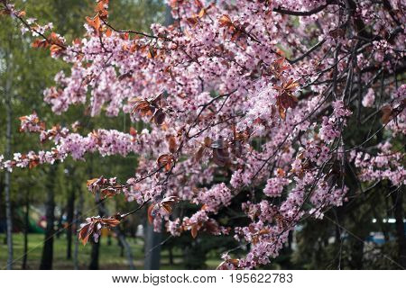 Flowering Prunus Pissardii In The Spring Park