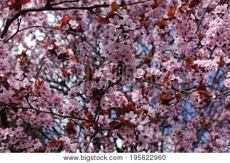 Flowers, Buds And Purple Leaves Of Prunus Pissardii