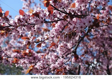 Purple Leafed Plum Tree In Full Bloom