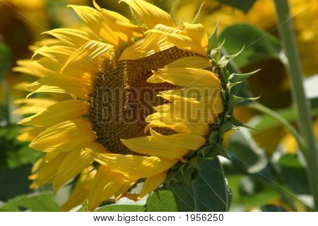 Tournesol