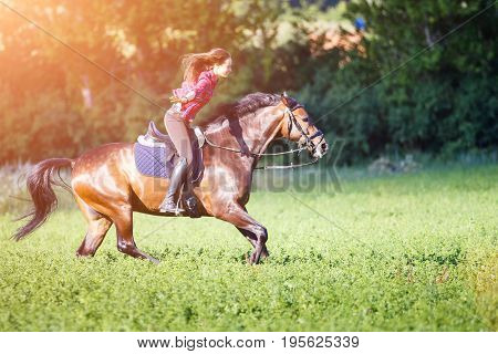 Young rider woman on galloping horse without holding bridle. Free riding equestrian background