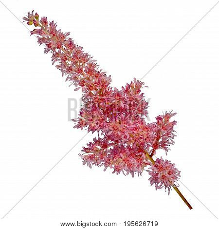 red astilba flower isolated on white background