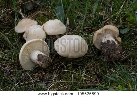 Calocybe gambosa dishes, spring mushroom, shot Czech republic, Europe