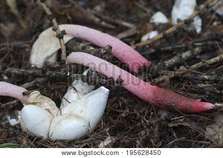 Mushrooms (Mutinus ravenelii) in a green grass