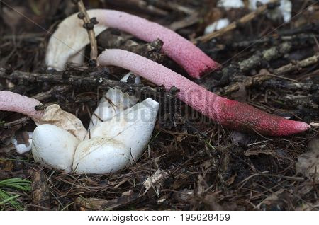 Mushrooms (Mutinus ravenelii) in a green grass