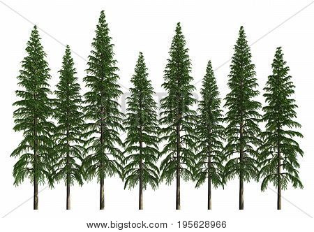 3D illustration trees row isolated on white, can be used for matte painting.