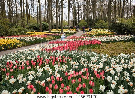LISSE NETHERLANDS - APRIL 19 2017: Visitors at the Keukenhof Garden in Lisse Holland Netherlands.