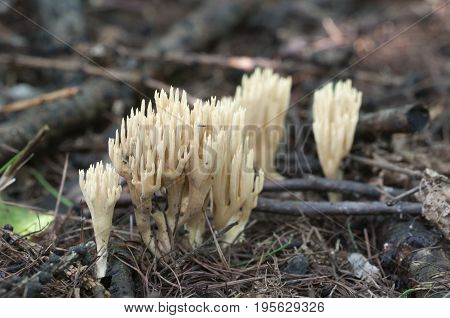 Ramaria stricta mushrooms on an old stump