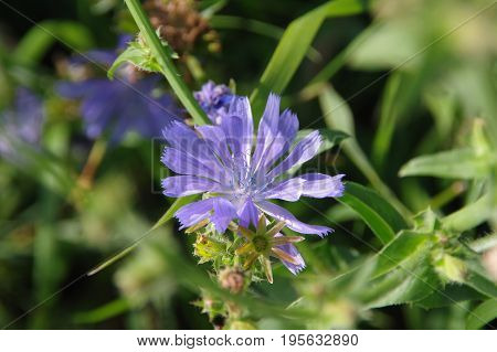 Chicory flower on meadow. Close-up view of purple flowers in a natural environment.