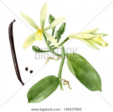 Watercolor hand drawn vanilla plant. Botanical illustration