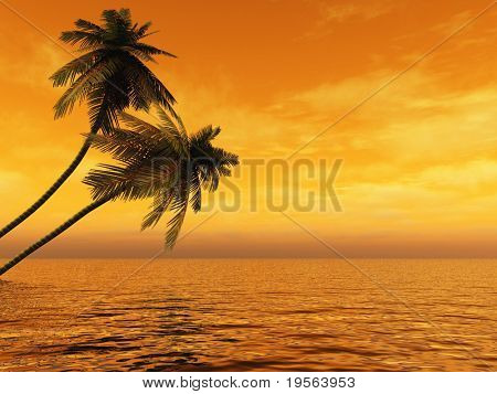Strom západ kokosovými palmami na pobřeží oceánu