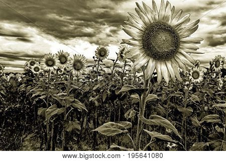 Digital art of a sunflower field with storm clouds rolling in in septia