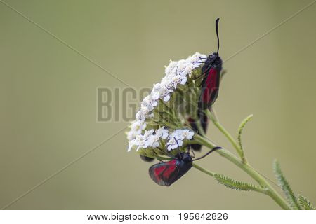 close up of two six-spot burnet moths on white flower