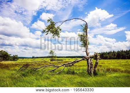 Gorgeous Wide View At The National Park High Fens Between Eifel And Ardennes Near Aachen