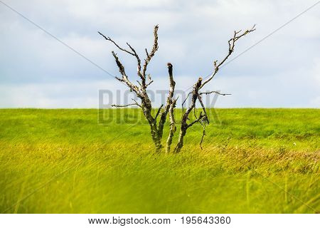 Single Tree Stand Alone In Landscape Of High Fens National Park Near Aachen At Eifel And Ardennes