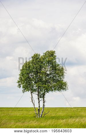 Single Tree Stand Alone In Landscape Of High Fens National Park Near Aachen At Eifel And Ardennes