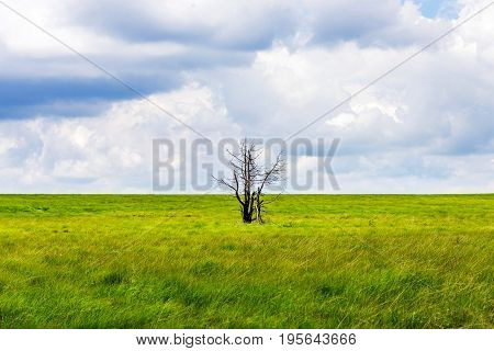 Single Tree Stand Alone In Landscape Of High Fens National Park Near Aachen At Eifel And Ardennes