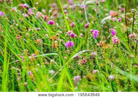 Detail Of A Bell-heather Or Moor-bell Heather In The High Fens Nature Reserve